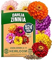 HOME GROWN Zinnia Dahlia Seeds Pack for 2026 Non GMO 524 Flower Seeds | Vibrant Zinnia Elegans for Pollinator Gardens,...